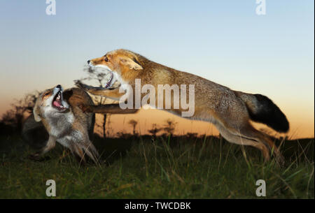 Close up de deux renards roux attaquant les uns les autres et à se battre pour un territoire. Banque D'Images