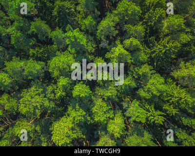 Très belle vue panoramique sur les sommets de photo forêt de pins. Vue aérienne. À partir de ci-dessus. Photo prise avec le bourdon. Vue d'en haut Banque D'Images