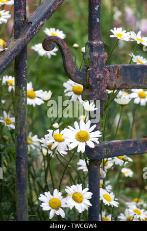 Leucanthemum vulgare croître par une vieille porte de jardin. Banque D'Images