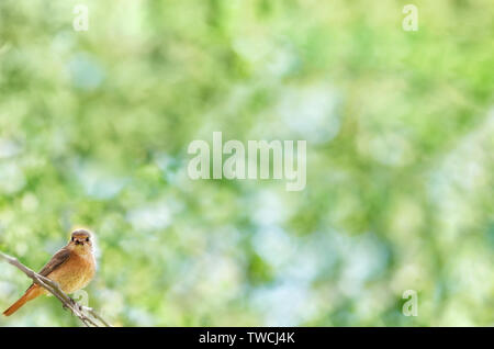 Fond naturel d'été avec un oiseau posé sur une branche et est titulaire d'insectes dans son bec. Bokeh focus sélectif. Banque D'Images