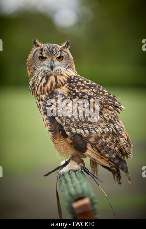 Indian eagle owl-également appelé la roche-eagle owl ou bengale-eagle owl, est une espèce de grand-duc d'Amérique limitée au sous-continent indien Banque D'Images