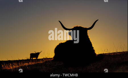 Les vaches Highland au coucher du soleil Banque D'Images