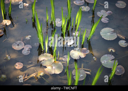 La surface de l'étang dans un parc avec des feuilles de nénuphars et autres plantes aquatiques. Banque D'Images