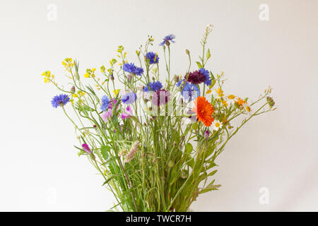 Bouquet de fleurs sauvages de la nature sur fond blanc. Banque D'Images