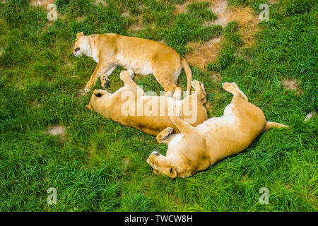 Groupe de femmes de couchage lions étroite à l'herbe, lion, comportement social Vulnérable Espèce animale d'Afrique Banque D'Images