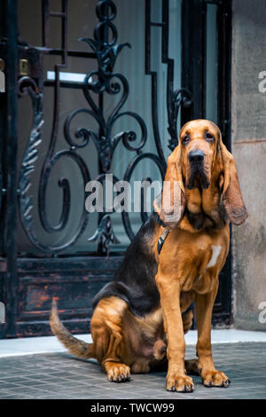 Beau jeune homme se trouve sur la rue bloodhound près de l'entrée principale avec un faux treillis. Banque D'Images