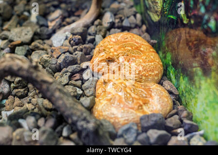 Deux cornes d'Argentine ou grenouille Ceratophrys ornata dans le réservoir fermer Banque D'Images