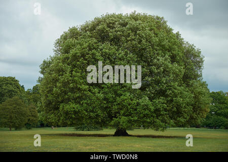 Grand arbre solitaire dans un parc sous ciel gris Banque D'Images