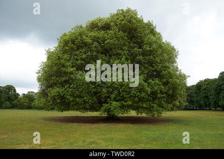 Grand arbre solitaire dans un parc sous ciel gris Banque D'Images