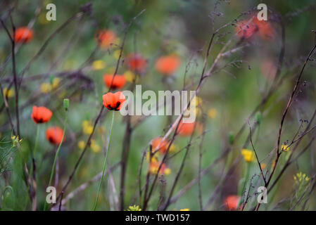 Belle des coquelicots sauvages en fleurs et d'autres fleurs floues Banque D'Images