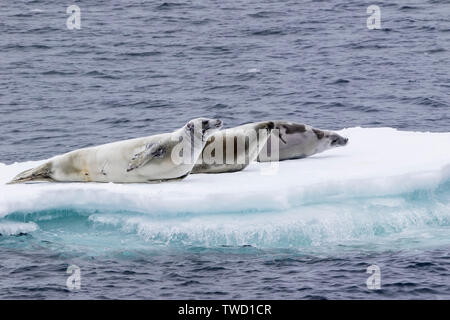 Joint de crabiers, reposant sur la glace du détroit de Gerlache, l'Antarctique, 21 Janvier 2019 Banque D'Images