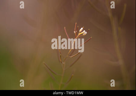 Close-up d'herbe et fleurs foisonnent. Banque D'Images