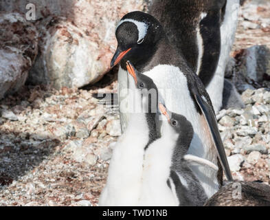 Gentoo pingouin, des profils avec twinchicks, Cuverville Island, Antarctica 27 Décembre 2018 Banque D'Images