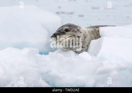 Leopard Seal, adulte allongé sur la glace, Wilhelmina Bay, l'Antarctique 26 Janvier 2019 Banque D'Images