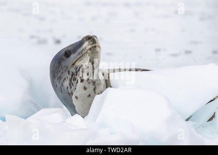 Leopard Seal, adulte allongé sur la glace, Wilhelmina Bay, l'Antarctique 26 Janvier 2019 Banque D'Images