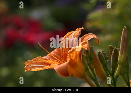 Taglilie (Hemerocallis) im Garten Banque D'Images