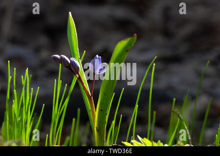 Des fleurs de printemps. Perce-neige bleu dans la forêt Banque D'Images