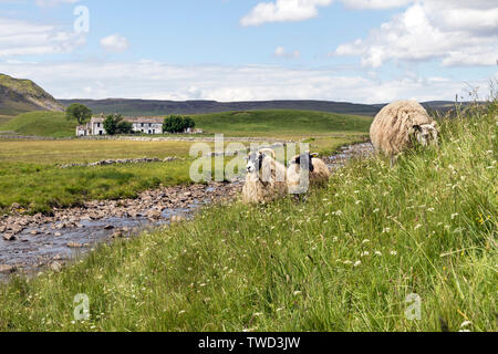 Des moutons paissant sur une prairie de fleurs sauvages sur le côté de la Sentier Pennine Way avec la ferme d'Wheysike blanchis à la maison derrière, Forest-en-Teesd Banque D'Images