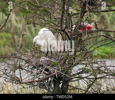 Protégé par une île Rookery, une grande aigrette (Commun) vérifie ses poussins au Smith Oaks Bird Sanctuary, île haute, au Texas. Une Spatule rosée res Banque D'Images