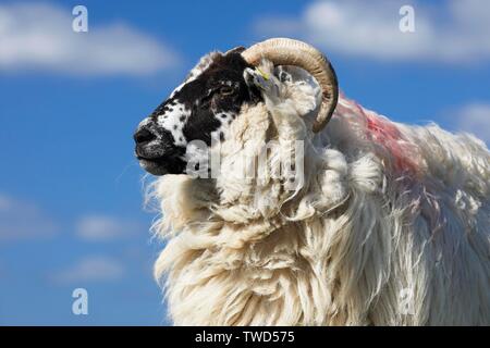 La ram à poil long (Ovis gmelini bélier) contre blue cloudy sky, animal portrait, Schleswig-Holstein, Allemagne Banque D'Images