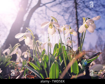 Les premières fleurs de printemps - perce-neige blanc poussent dans le parc au printemps. Shot artistique avec lens flare Banque D'Images