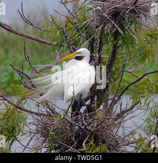 Grande Aigrette (Commun) alerte dans son nid au Smith Oaks Bird Sanctuary Rookery , île haute, au Texas. Remarque breediing citron vert et bleu de la couleur du visage Banque D'Images