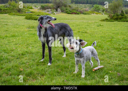 Portrait d'un schnauzer nain et un Greyhound noir dans le pré Banque D'Images