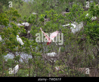 Spatule rosée sur l'aile à Smith Oaks Bird Sanctuary, High Island, Texas.entourant les oiseaux nicheurs : Grand (blanc), commune d'aigrettes et Néo Banque D'Images