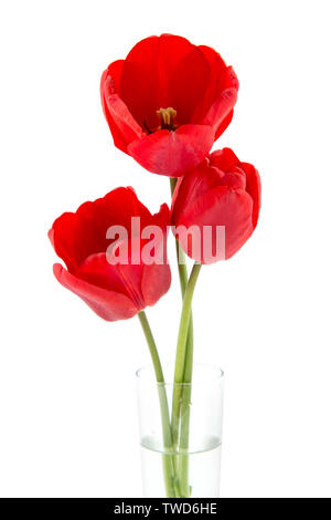 Trois belles tulipes rouges dans un vase isolé sur fond blanc Banque D'Images