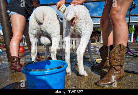 États-unis - 24 juillet 2017 : Lilly Eubanks et Grace MacKenzie de Ashburn obtenir un cireur sur leurs moutons avant de commencer le concours le jour d'ouverture de l'Loud Banque D'Images