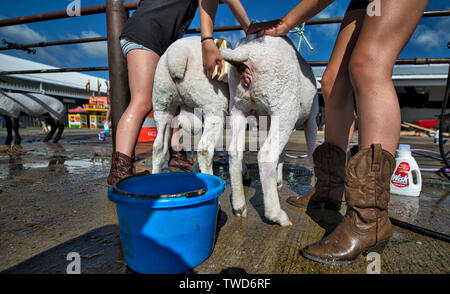 États-unis - 24 juillet 2017 : Lilly Eubanks et Grace MacKenzie de Ashburn obtenir un cireur sur leurs moutons avant de commencer le concours le jour d'ouverture de l'Loud Banque D'Images