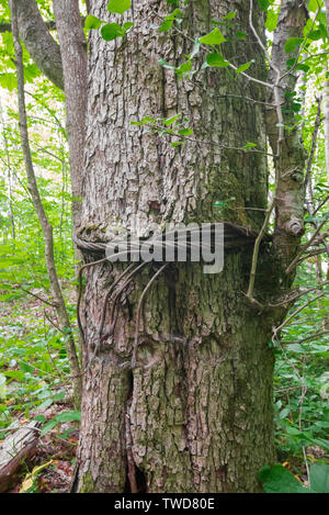 Le fer est lié à la corde autour du grand chêne arbre. Banque D'Images