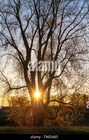 Arbre à feuilles deltoïdes au lever du soleil (Populus deltoides), Printemps, mai, E USA, par Dominique Braud/Dembinsky Assoc Photo Banque D'Images