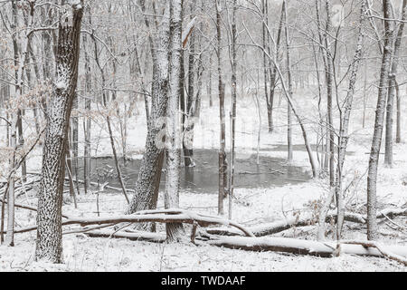 Tempête de neige d'avril, la forêt, l'Est des Etats-Unis, par Dominique Braud/Dembinsky Assoc Photo Banque D'Images