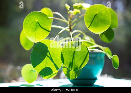 Un Pilea peperomioides - usine d'argent chinois. Banque D'Images