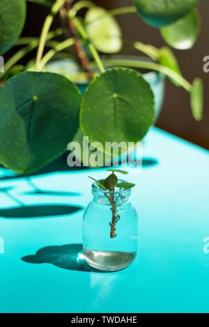 Un Pilea peperomioides - Argent chinois coupe de plantes propagées dans l'eau. Banque D'Images