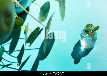 Un Pilea peperomioides - Argent chinois coupe de plantes propagées dans l'eau. Banque D'Images