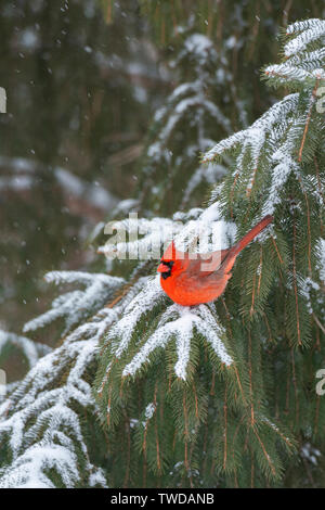 Le cardinal rouge mâle (Cardinalis cardinalis), des plantes vertes,hiver, E Amérique du Nord, par Dominique Braud/Dembinsky Assoc Photo Banque D'Images