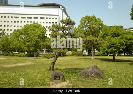 Osaka, Japon, 29th, Mai, 2017. Le vieux pin, avec l'arrière-plan de Musée de l'histoire. Osaka est une ville dans la région du Kansai. Banque D'Images