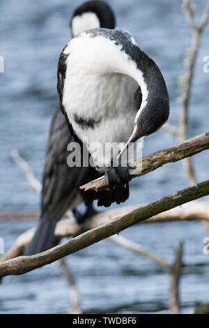 Pied Shag toilettage (Phalacrocorax varius) Île du Nord, Nouvelle-Zélande Banque D'Images