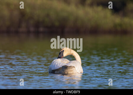 Le cygne se lisser Banque D'Images