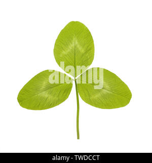 Vert feuille de trèfle ou de trèfle sont des noms courants pour les plantes du genre Trifolium, tres trois et folium leaf composé de la famille des pois ou de légumineuses Banque D'Images