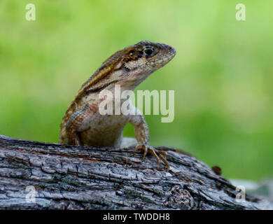 South Florida lézard dans un arbre avec un beau fond vert Banque D'Images