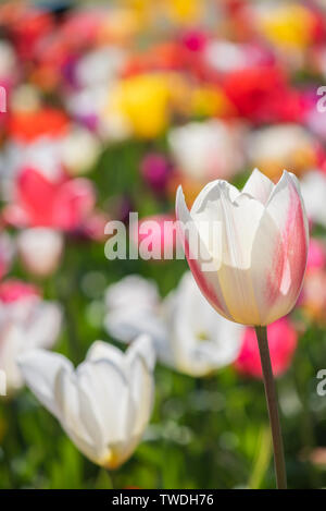 Vue rapprochée de tulipes multicolores aux Pays-Bas Banque D'Images