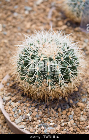 Cactus est un membre de la famille des Cactaceae Banque D'Images