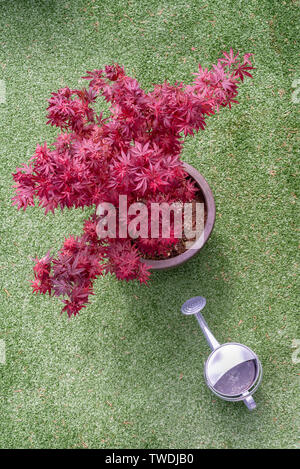 Japanese maple - Acer palmatum - arbre et l'eau peut sur une pelouse synthétique terrasse vue d'en haut Banque D'Images