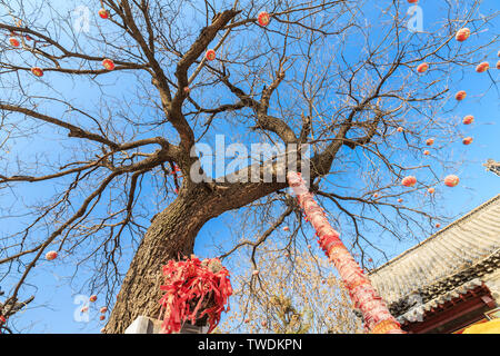 Locust Tree antiques en hiver Banque D'Images