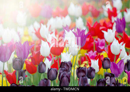 Champ de tulipes de différentes couleurs, fond de printemps Banque D'Images