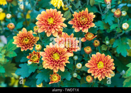 Photos de grandes fleurs fleurissent dans les banlieues Banque D'Images