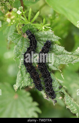 Deux Peacock Butterfly Caterpillar, Aglais io, se nourrissant d'un picotement neetle feuille. Banque D'Images